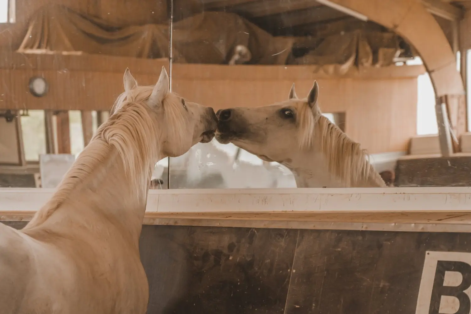 pferd spiegel von Visionäre Pferdeosteopathie